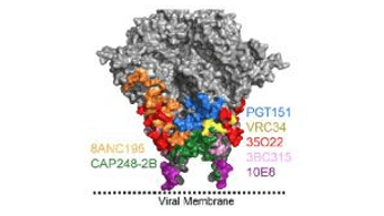 New CAPRISA antibody identifies a novel vaccine target